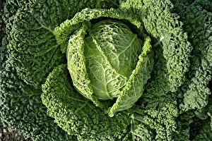 Savoy Cabbage Prints: Savoy cabbage