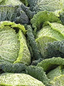 Biological Cultivation Methods Prints: Savoy cabbage