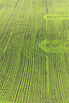 Rural Agricultural Landscape Prints: Saw field with patterns in spring