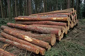 Deserted Woods Prints: Sawed tree trunks, coniferous forest