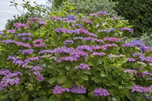 Hydrangea Serrata Prints: Sawn hydrangea (Hydrangea serrata)
