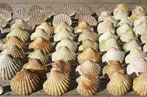 Scallop Shells Prints: Scallop shells