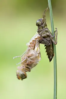 Uninhabited Natural Environments Prints: scarce chaser