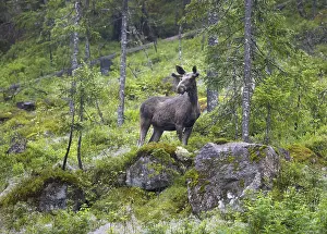 Autumnal Nature Scene Prints: A scared elk