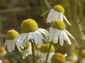 Asteraceae Plant Prints: Scentless mayweed