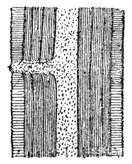 Vintage Illustration Prints: Schematic longitudinal section showing a dormant bud