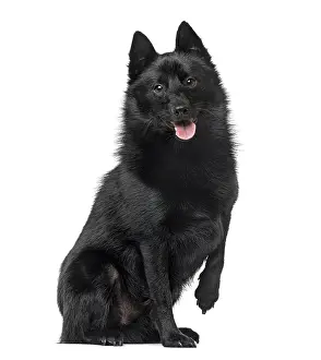 Black Dog Breed Prints: Schipperke sitting and panting