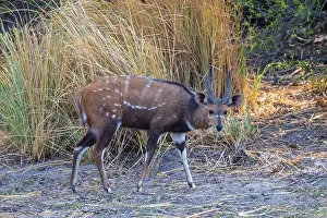 Deserted African Landscapes Prints: Schirrantilope or Bushbuck (Tragelaphus scriptus)