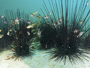Images Dated 2nd August 2024: A school of small cardinalfish