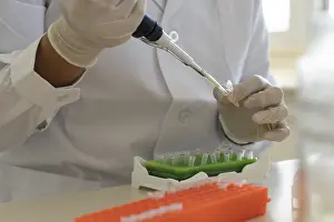 Scientist In Lab Prints: Scientist using micropipette transfer sample into micro well plate
