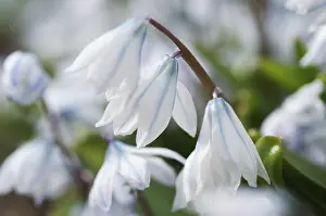 Botany Inflorescence Details Prints: Scilla alba abloom