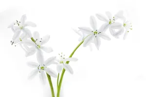 Wild Flower Detail Prints: Scilla, close-up, cropped