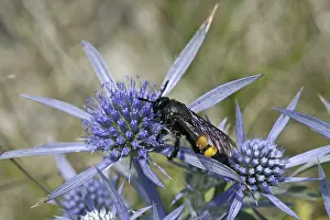 Dagger Wasp Prints: Scolia hirta, dagger wasp