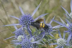 Dagger Wasp Prints: Scolia hirta, dagger wasp