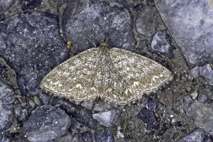 Flying Insects In Nature Prints: Scopula immorata