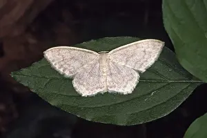 Moth Species Prints: Scopula lactata