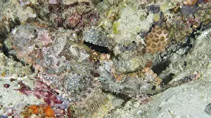 Framed Print : Scorpionfish Print on Sandy Seabed Framed Print : Scorpionfish Print on Sandy Seabed