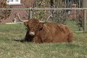 Highland Cow Prints: Print of Scottish Highland Cattle in a Lower Saxony Meadow