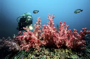 Red Sea Underwater Photo Prints: Scuba diver next to soft corals