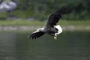 Prints of Sea eagle, white-tailed eagle White Tailed Eagle Prints: White-tailed Eagle Print