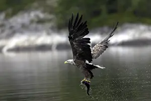 Prints of A sea eagle/white-tailed eagle has caught a fish White Tailed Eagle Prints: White-tailed Eagle Catches Fish Print