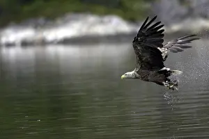 Prints of A sea eagle/white-tailed eagle has caught a fish White Tailed Eagle Prints: White-tailed Eagle Catching Fish Print