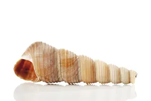 Conch Prints: Sea Shell Print by ImageBROKER