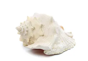 White Studio Environment For Text Prints: Sea shell isolated on a white background