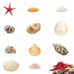 Sea Shells Print - Isolated on White Background