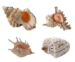 Studio Cutout Image Prints: Sea shells isolated on white background
