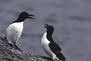Friends In Nature Prints: Two seabirds