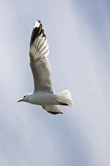 Wading Bird Habitat Prints: Seagull flying