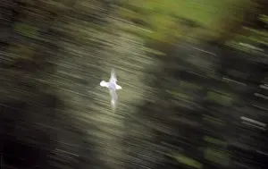 Seagull In Flight Prints: Seagull flying