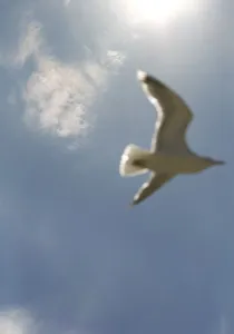 Charadriiformes Bird Species Prints: Seagull flying