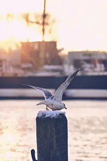 Natural Environment Wildlife Pics Prints: Seagull flying off from post