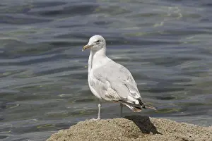 Wading Bird Images Prints: Seagull, Larus