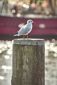 Seagull On Pole Prints: Seagull on pole in Harbor