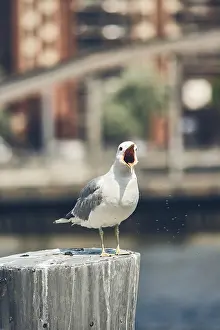 Deserted Beach Wildlife Photography Prints: Seagull on pole screaming