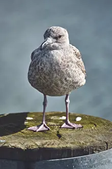 Deserted Harbour Scene Prints: Seagull standing on pole at harbour