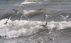 Baltic Sea Birds Prints: Seagulls