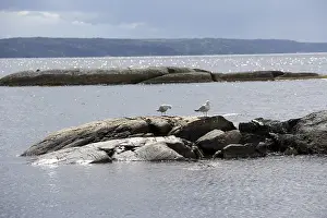 Wild Animals In Nature Prints: Seagulls on rocks