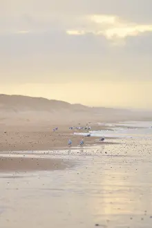 Charadriiformes Bird Species Prints: Seagulls walking on a beach