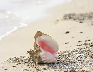 Mollusc Images Prints: Seashell