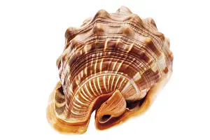 Conch Prints: Seashell Print by ImageBROKER