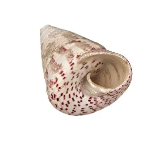 Isolated Seashell Prints: Seashell isolated on white background