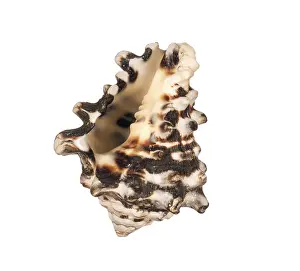 Isolated Seashell Prints: Seashell isolated on white background