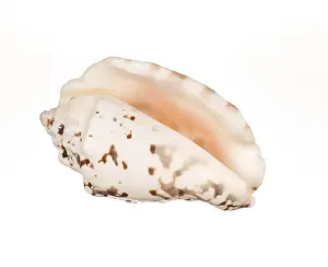 Isolated Seashell Prints: Seashell isolated on white background