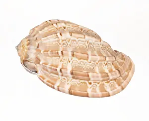 Isolated Seashell Prints: Seashell isolated on white background