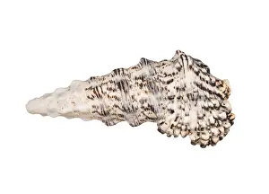 Conch Prints: Seashell Print on White Background