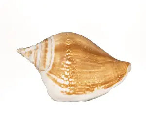 Conch Prints: Seashell Print on White Background
